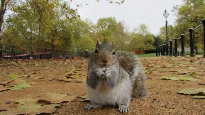 grey-squirrel