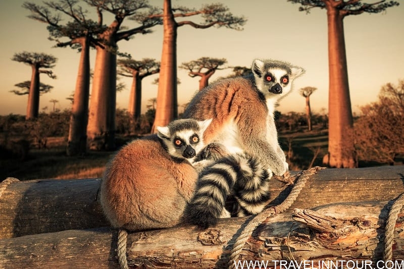 Amazing Madagascar An Island From Another Planet Indigo Travellers