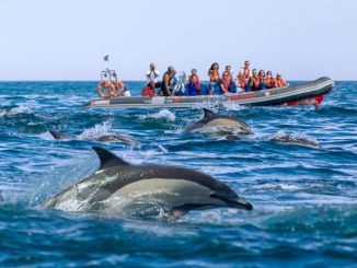 Dolphin Safaris
