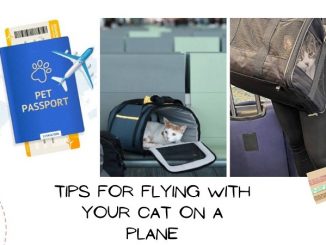 Tips for Flying with Your Cat on a Plane