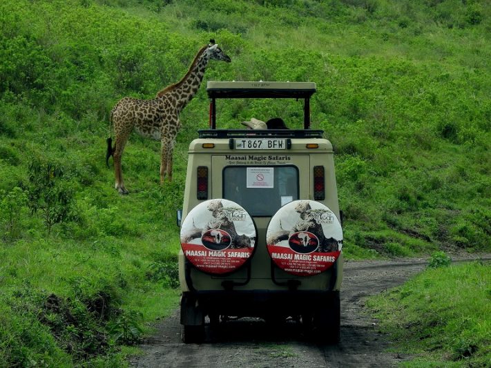 How to Choose a Safari Tour Company