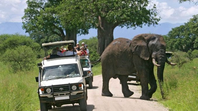 Roam with the Majestic Beasts Safari Vacations in Africa