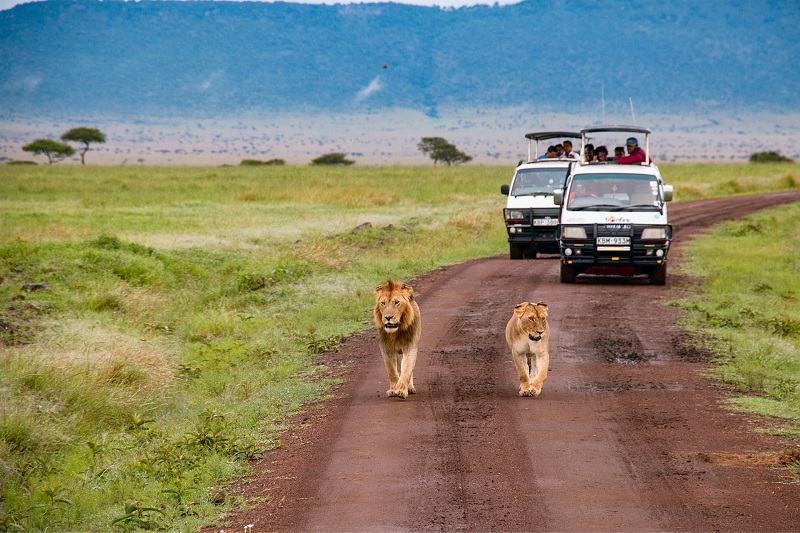 Safari Vacations in Africa Where Nature Takes Center Stage