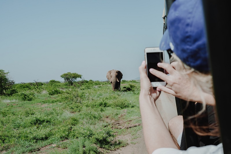 taking photo of brown elephant