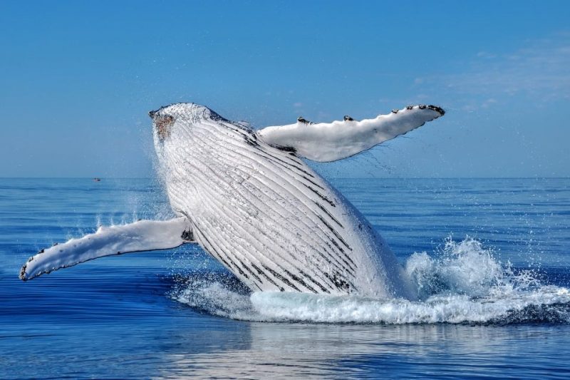 Respecting the Whales and Their Habitat
