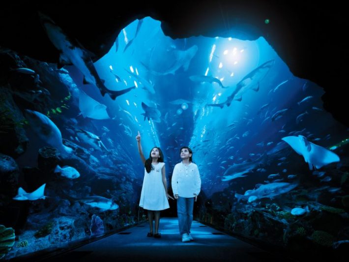 Unique Features of Dubai Aquarium
