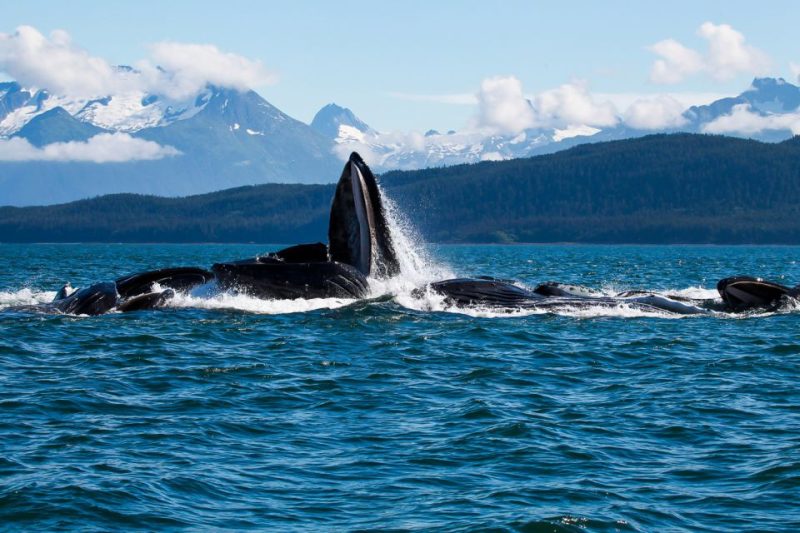 Kenai Fjords National Park Tours