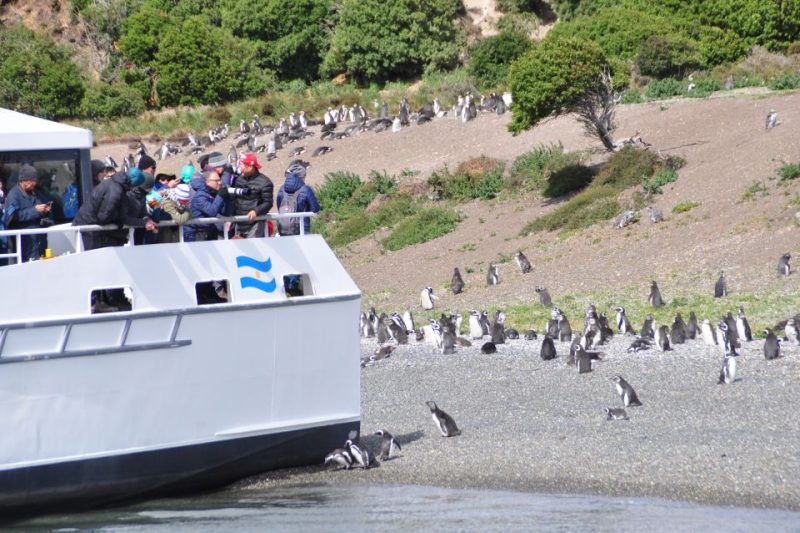 Penguin Colony Visits