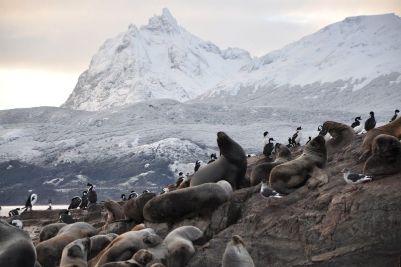 Sea Lions Birds