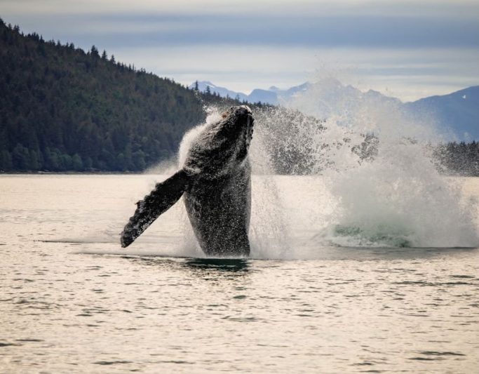 Seward Alaska Whale Watching