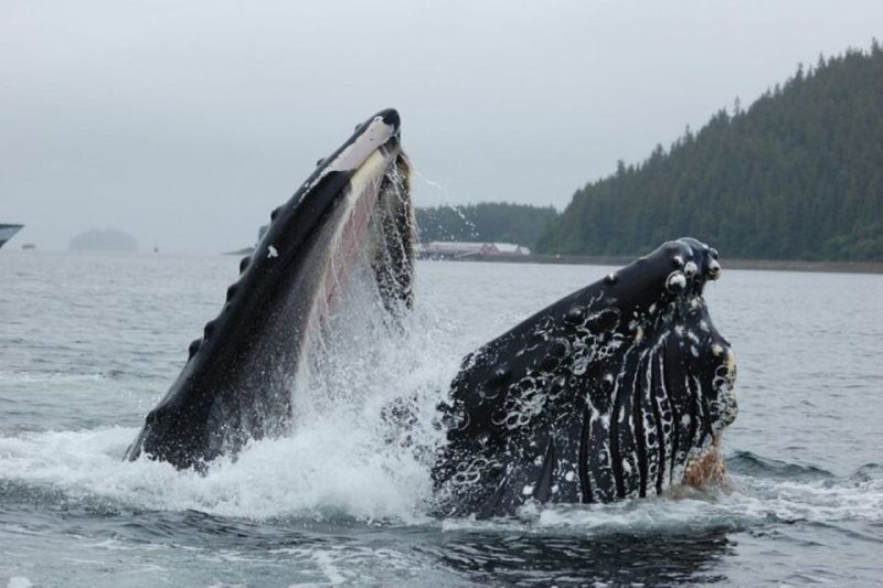 Types of Whales