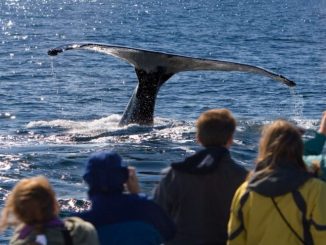 Whale Watching Season in Alaska