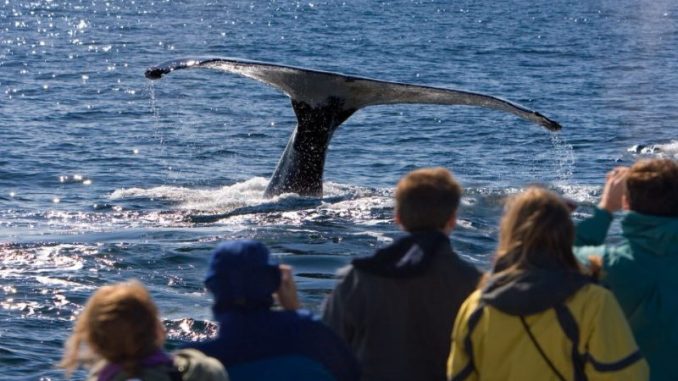 Whale Watching Season in Alaska