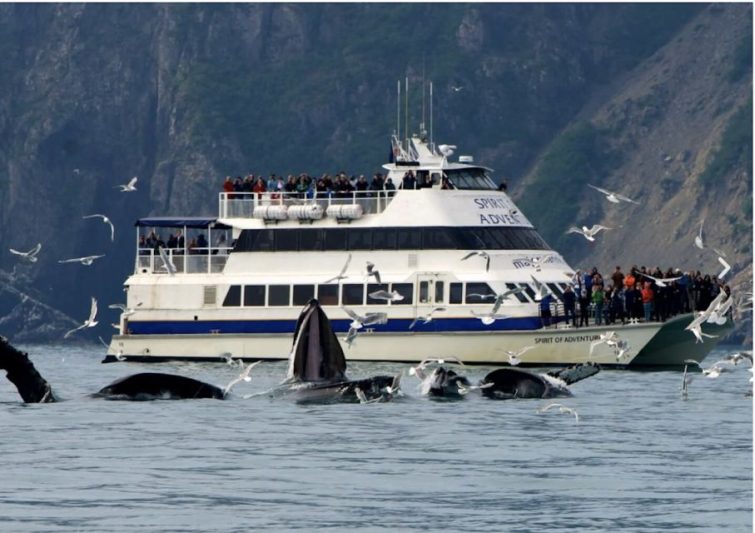 Whale Watching Season in Alaska Witness Aquatic Giants