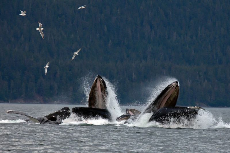 whale watching excursions alaska