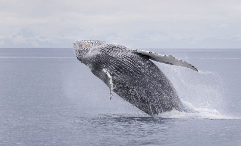 when is the best time for whale watching in alaska